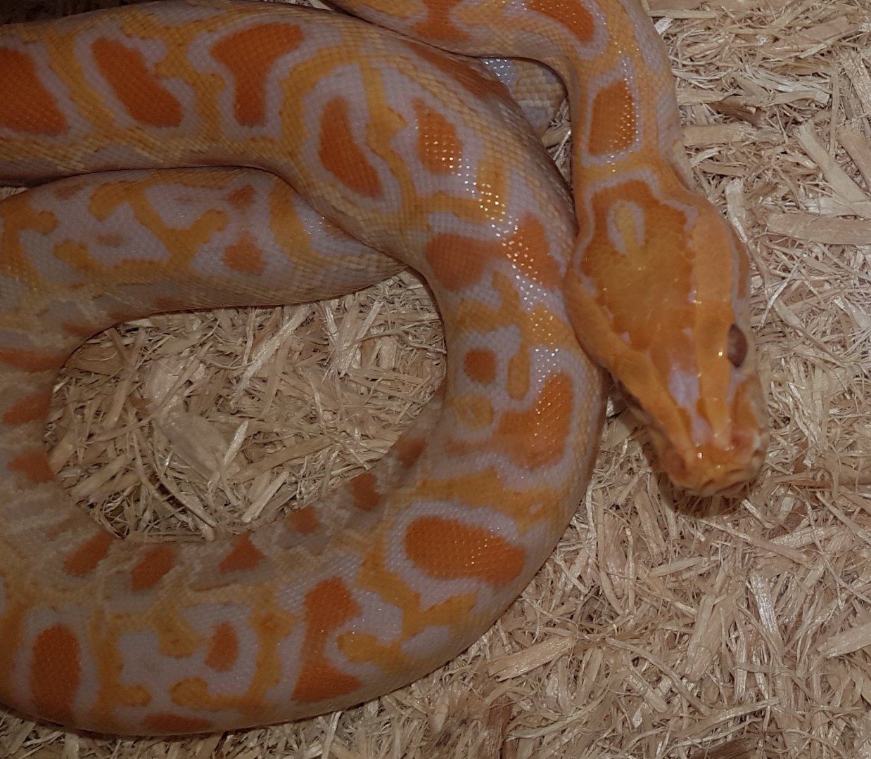 Burmese python Mutation
