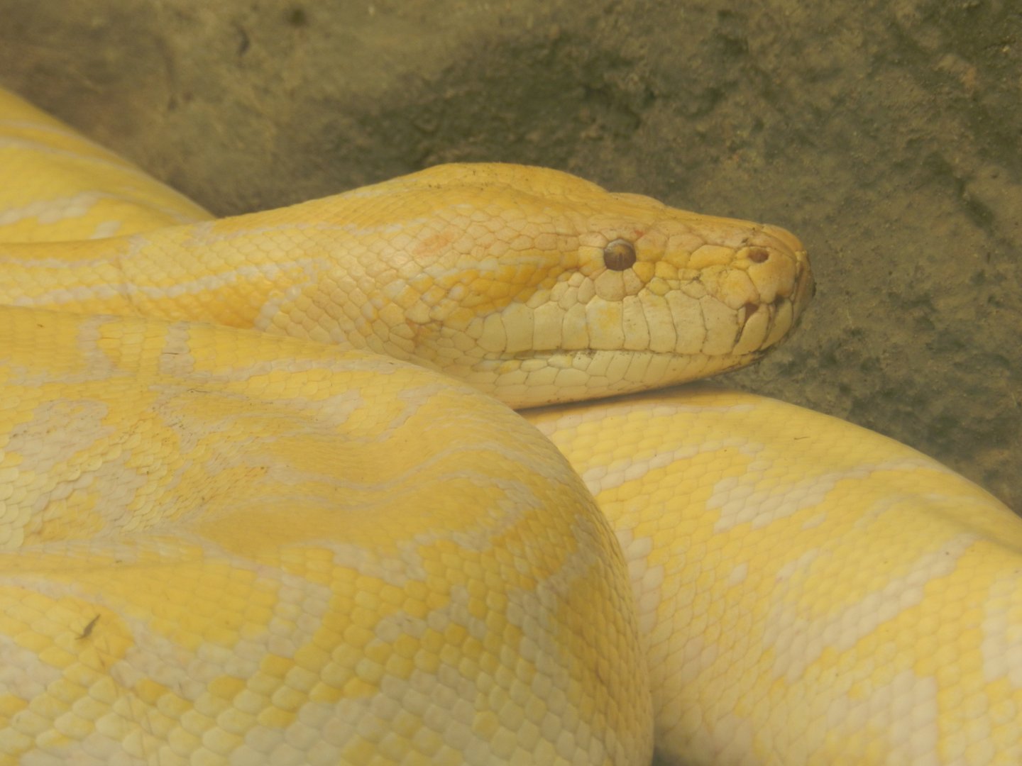 Burmese python - Parque Zoológico Huachipa
