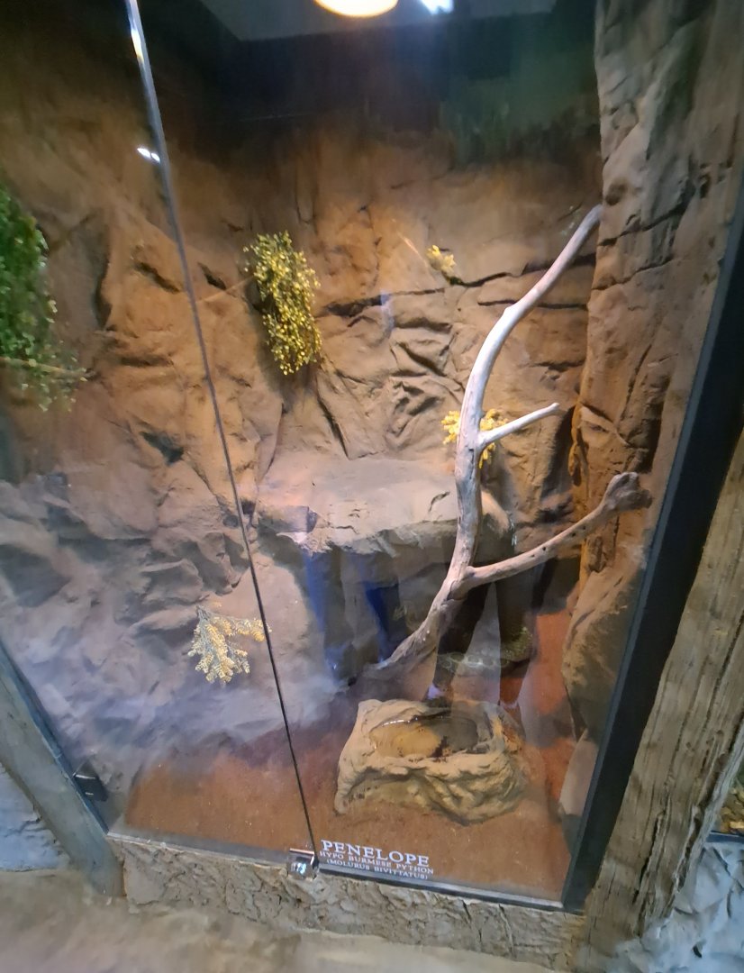 Burmese Python (Penelope) Exhibit (4/19/25)