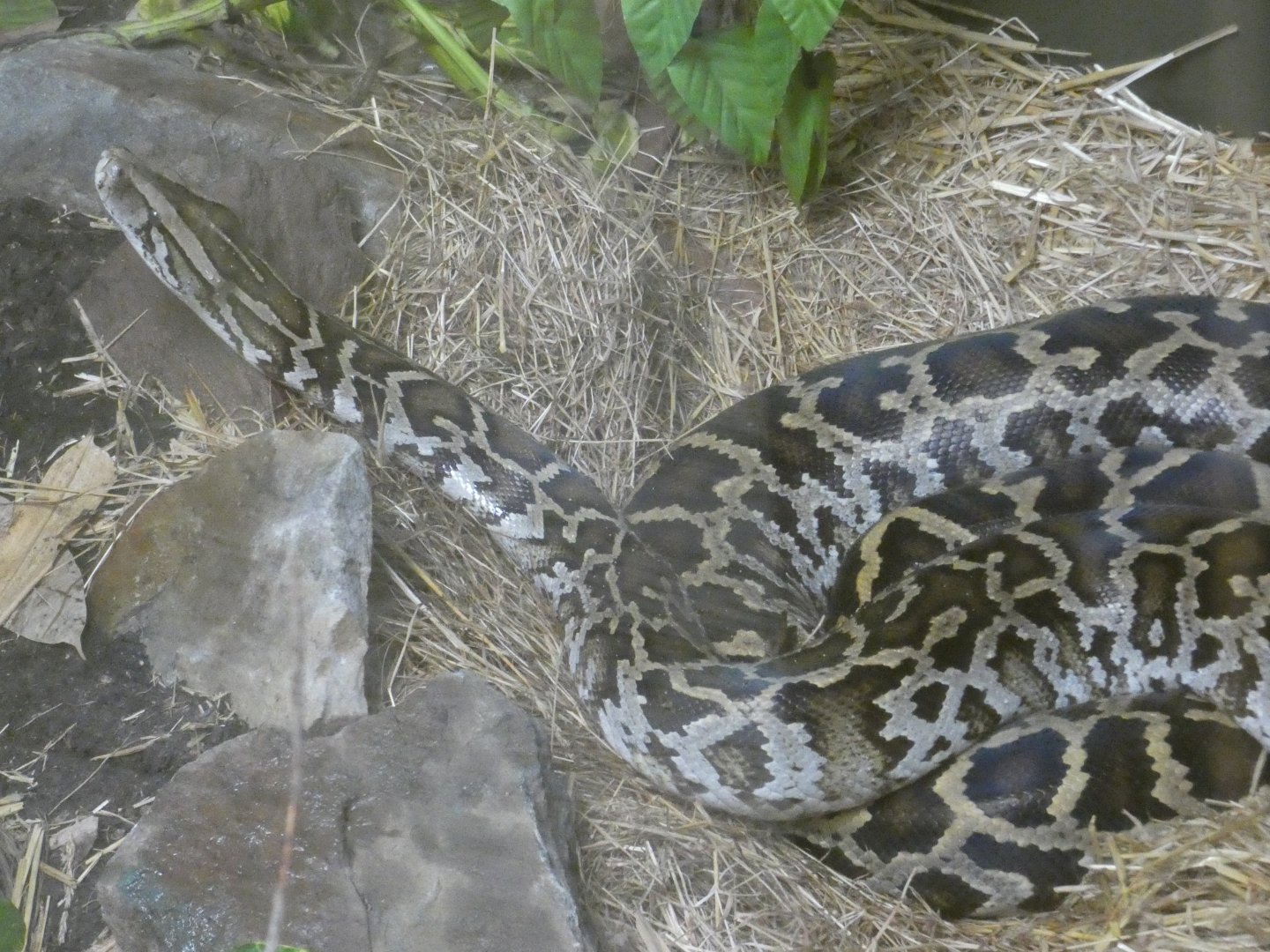 Burmese python (Plantasia Swansea)