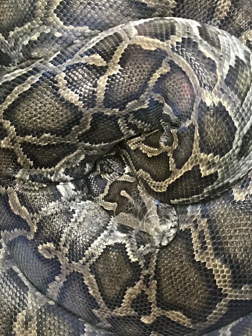 Burmese Python (Python bivitattus)