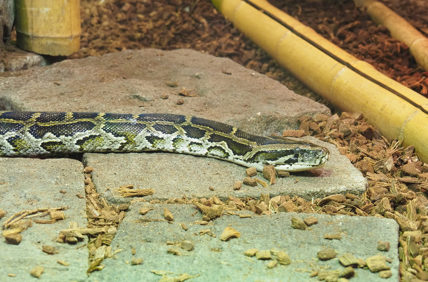 Burmese python (Python bivittatus), 2022-09-14