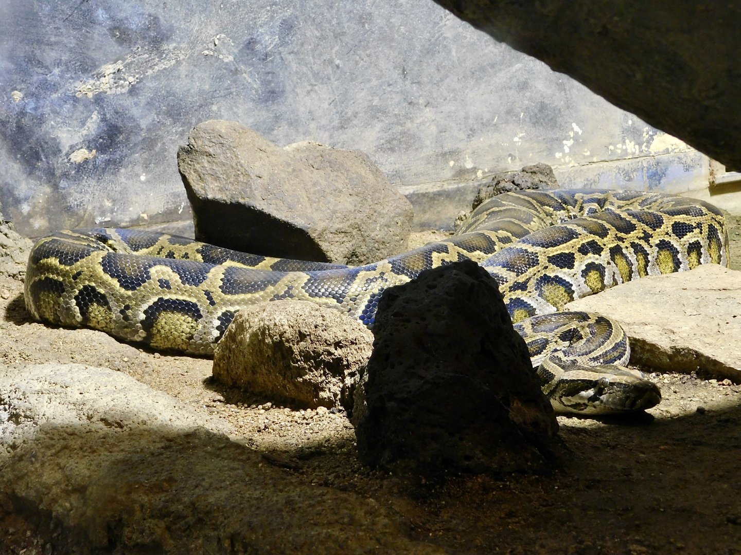 Burmese Python (Python bivittatus) August 11, 2025
