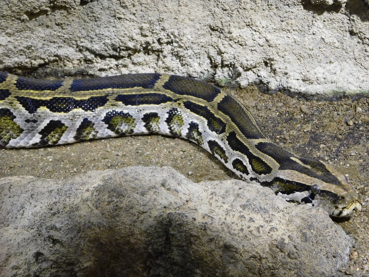 Burmese Python (Python bivittatus) August 8, 2025