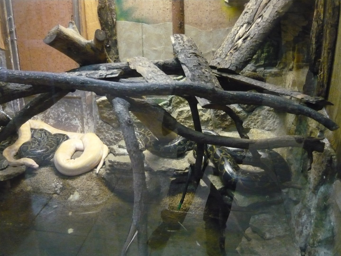 Burmese python (Python bivittatus) exhibit