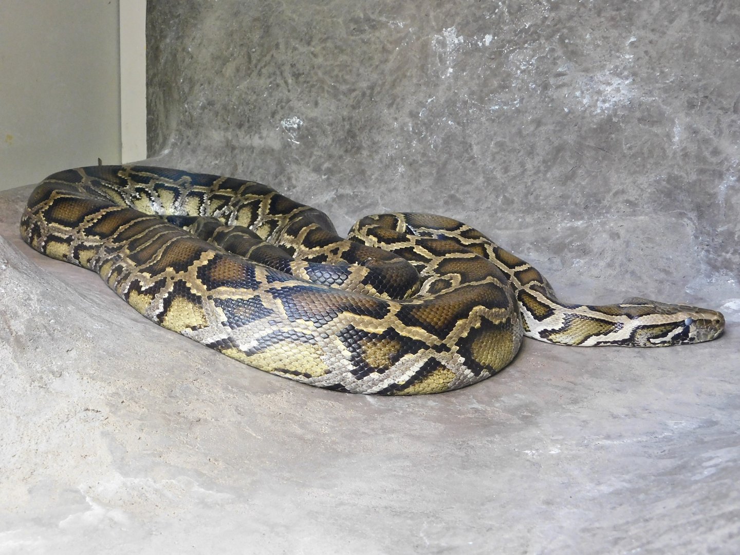 Burmese Python (Python bivittatus) May 3, 2025