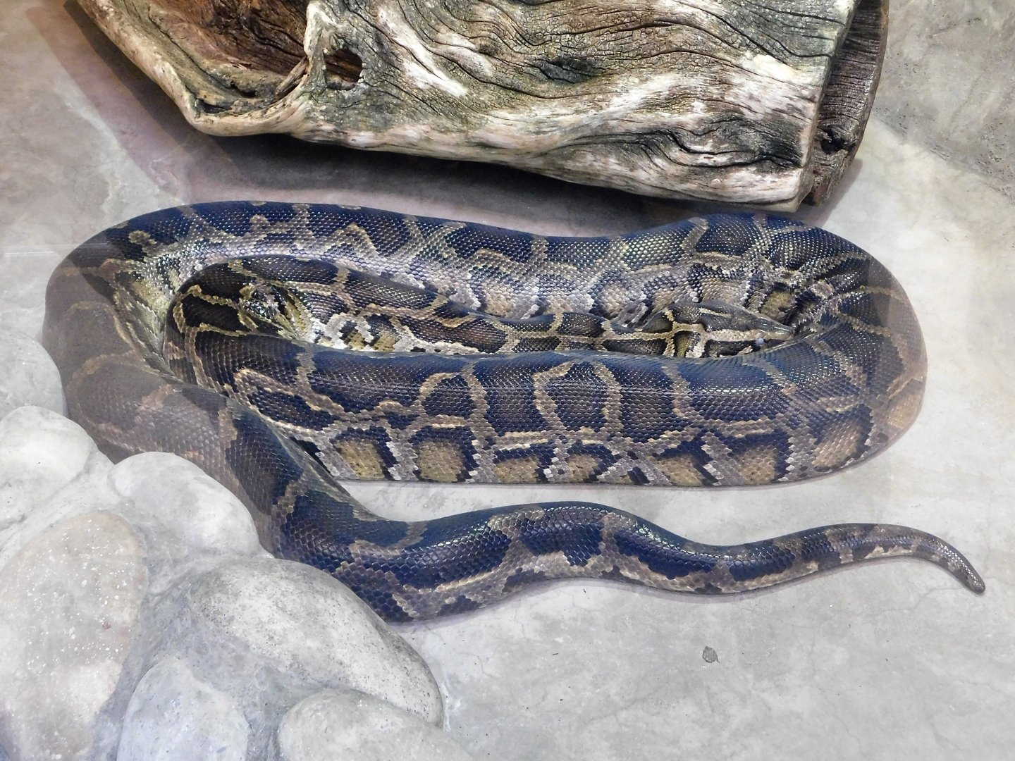 Burmese Python (Python bivittatus) October 18, 2025