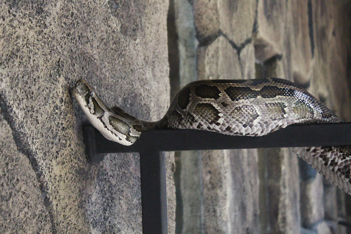 Burmese python (Python bivittatus) - Semarang Zoo