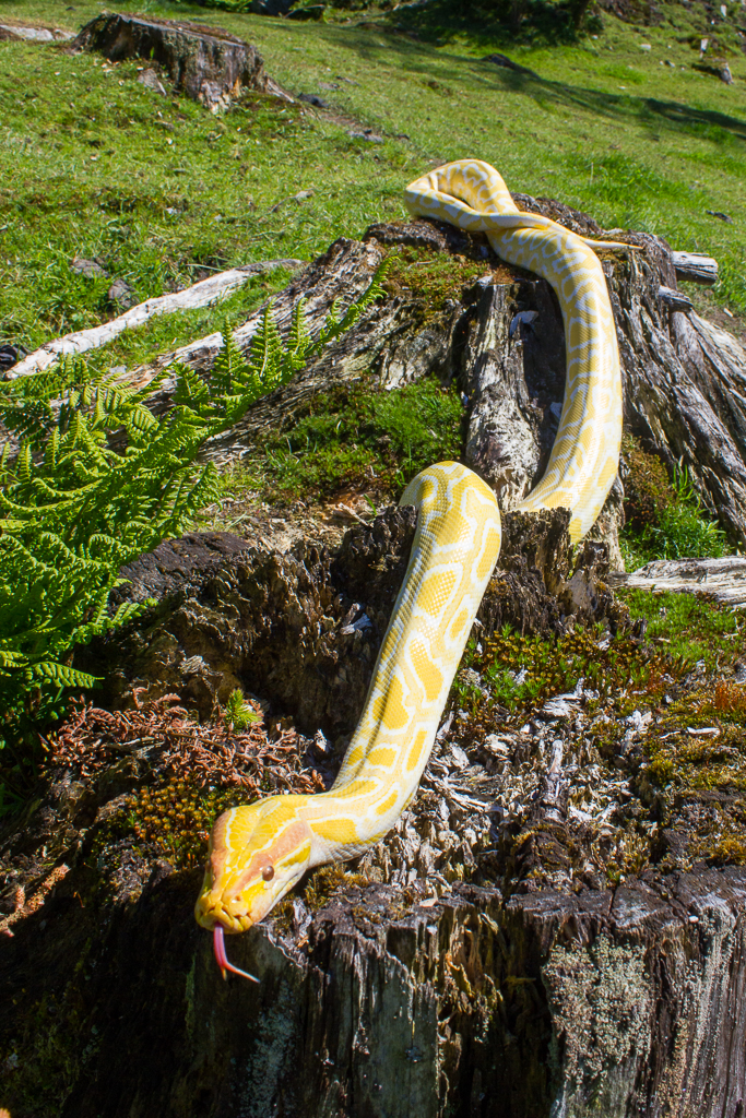 Burmese python - Python bivittatus