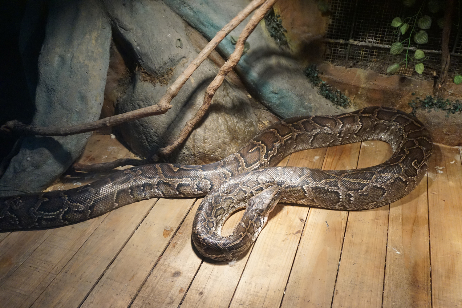 Burmese python (Python bivittatus)