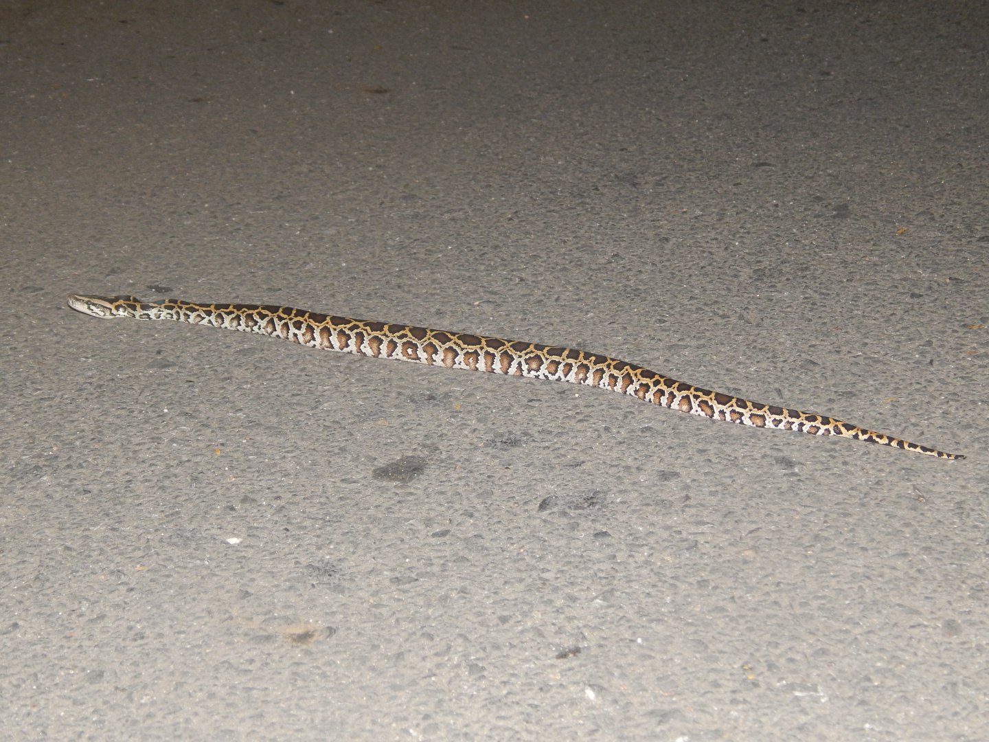 Burmese Python (Python bivittatus)