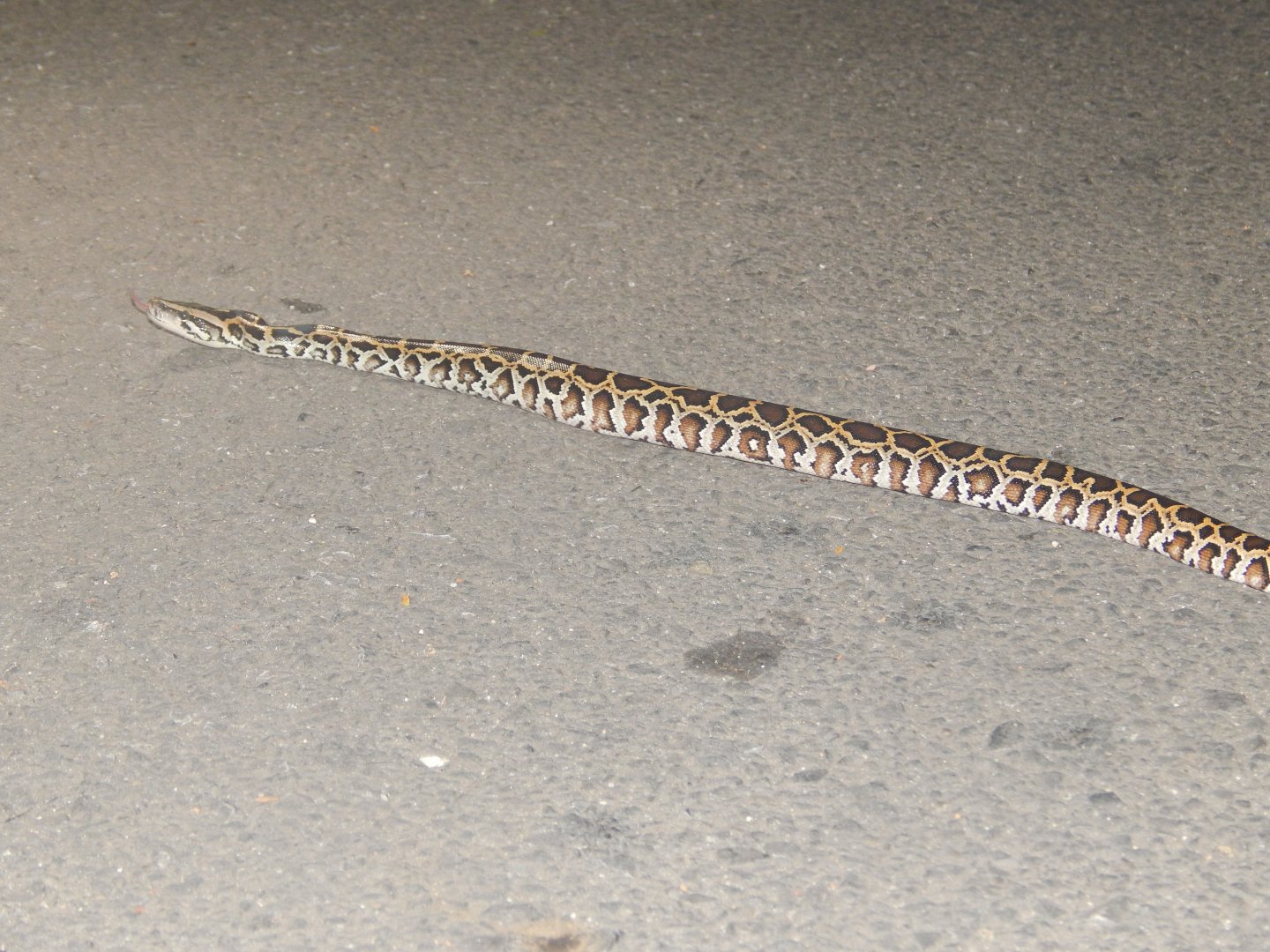 Burmese Python (Python bivittatus)