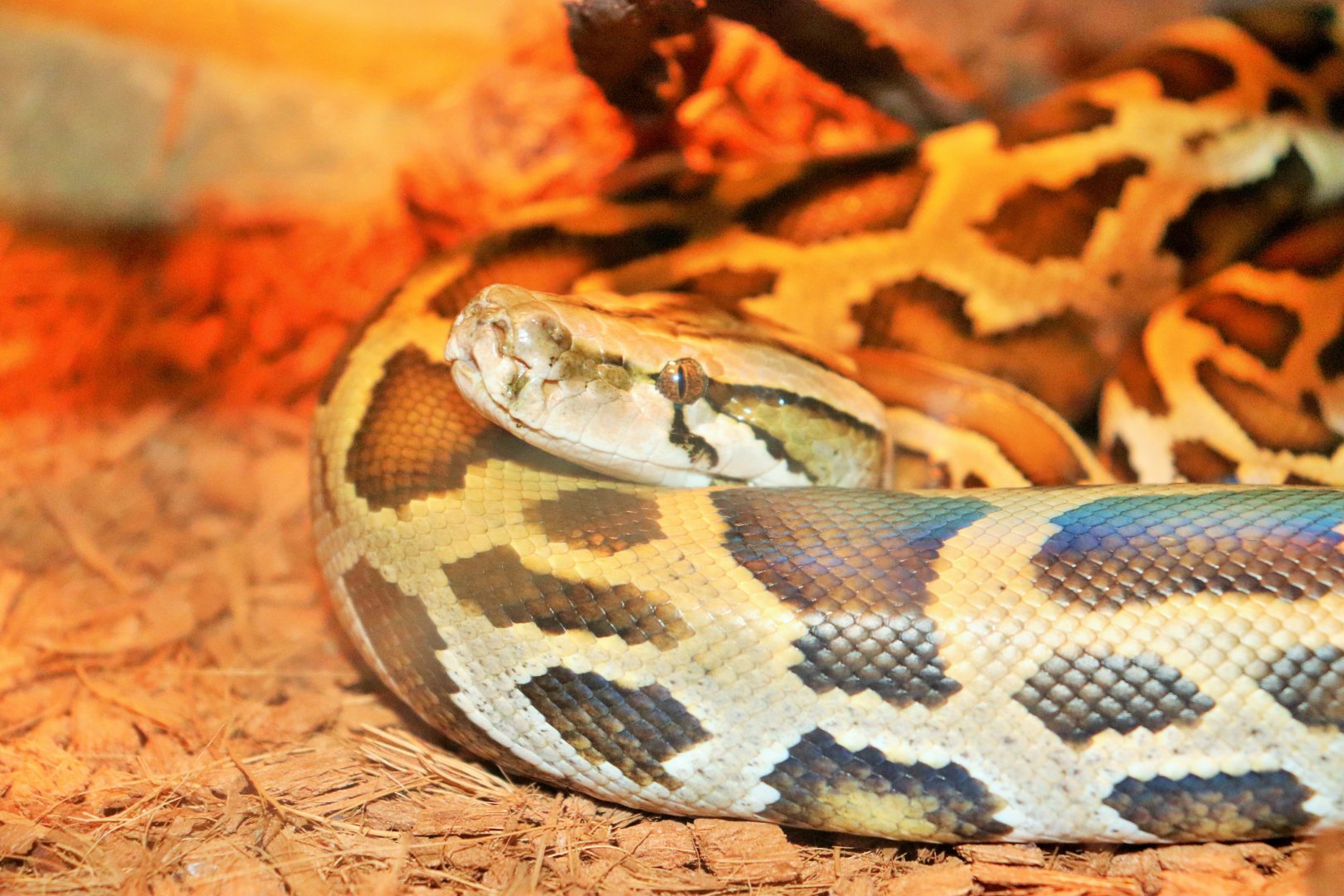 Burmese Python (Python bivittatus)