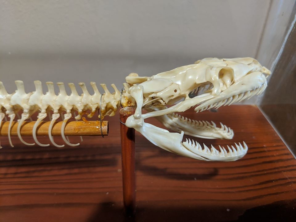 Burmese python (Python bivittatus)