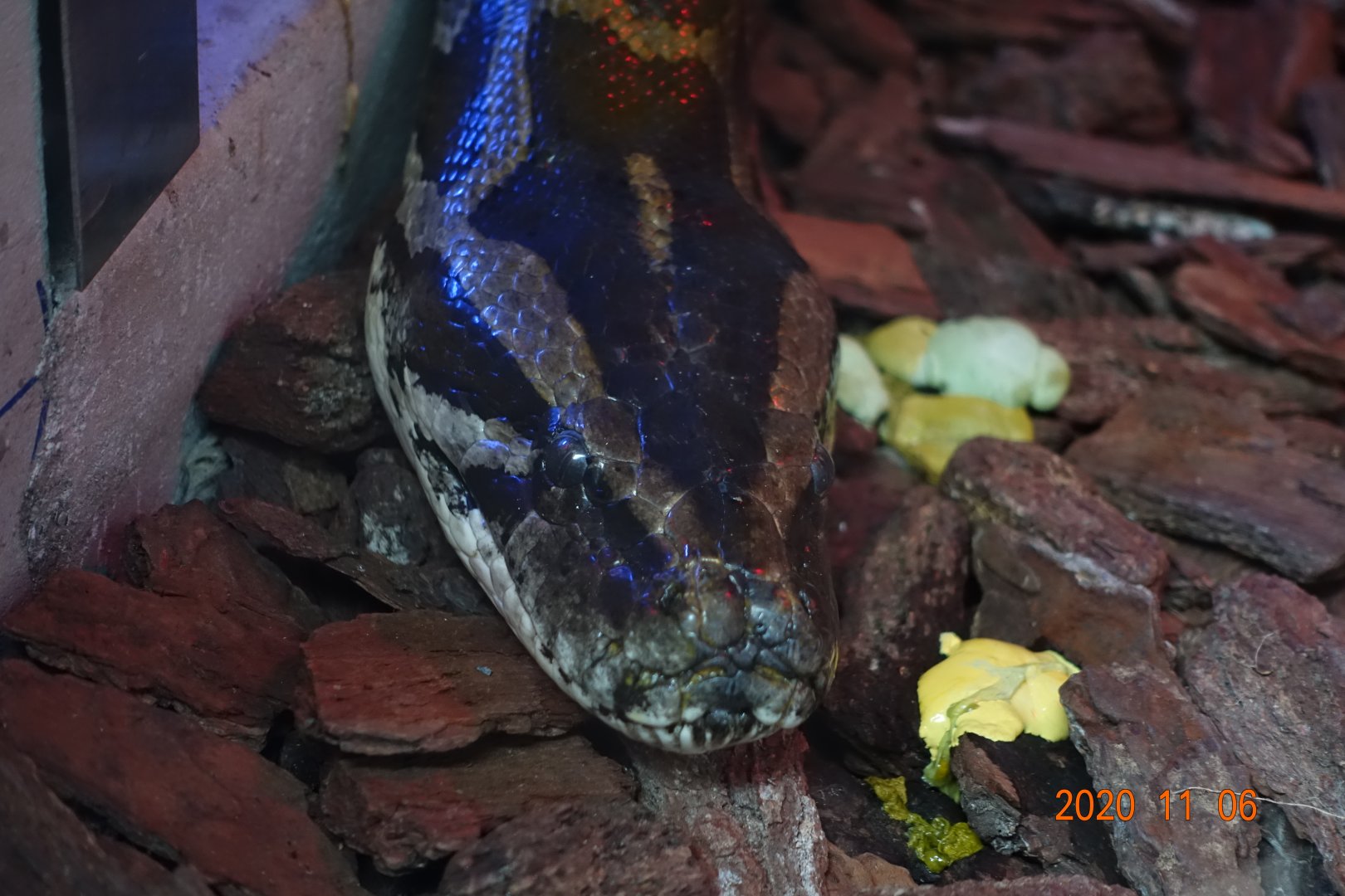 Burmese Python (Python bivittatus)