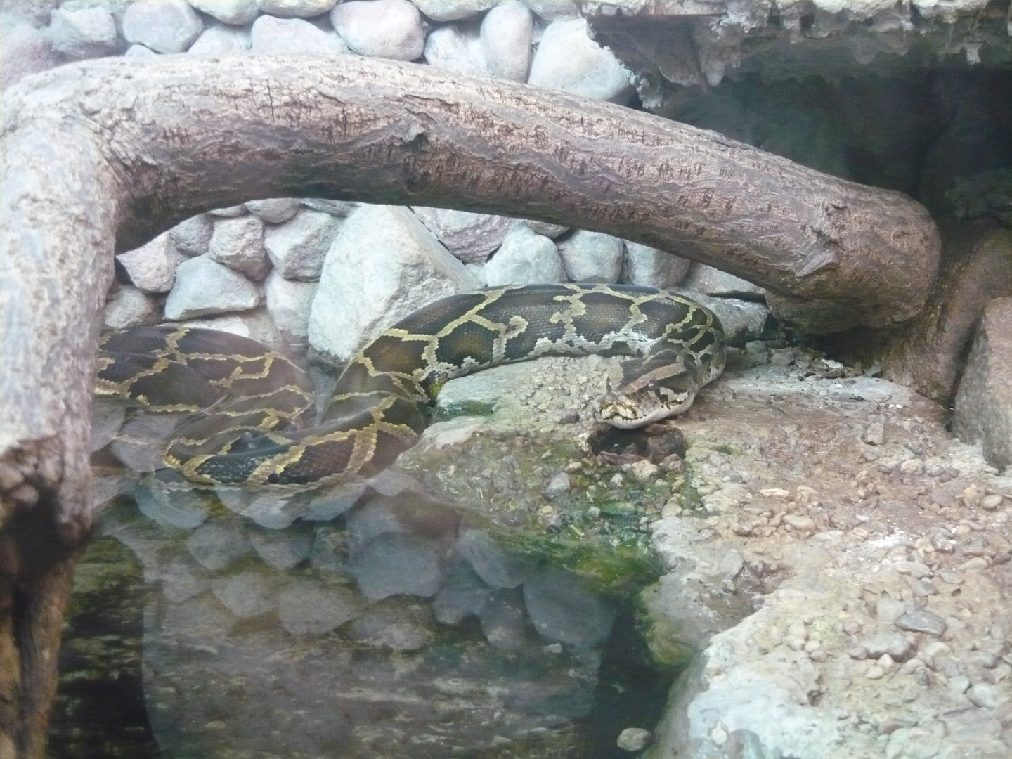 Burmese python (Python bivittatus)