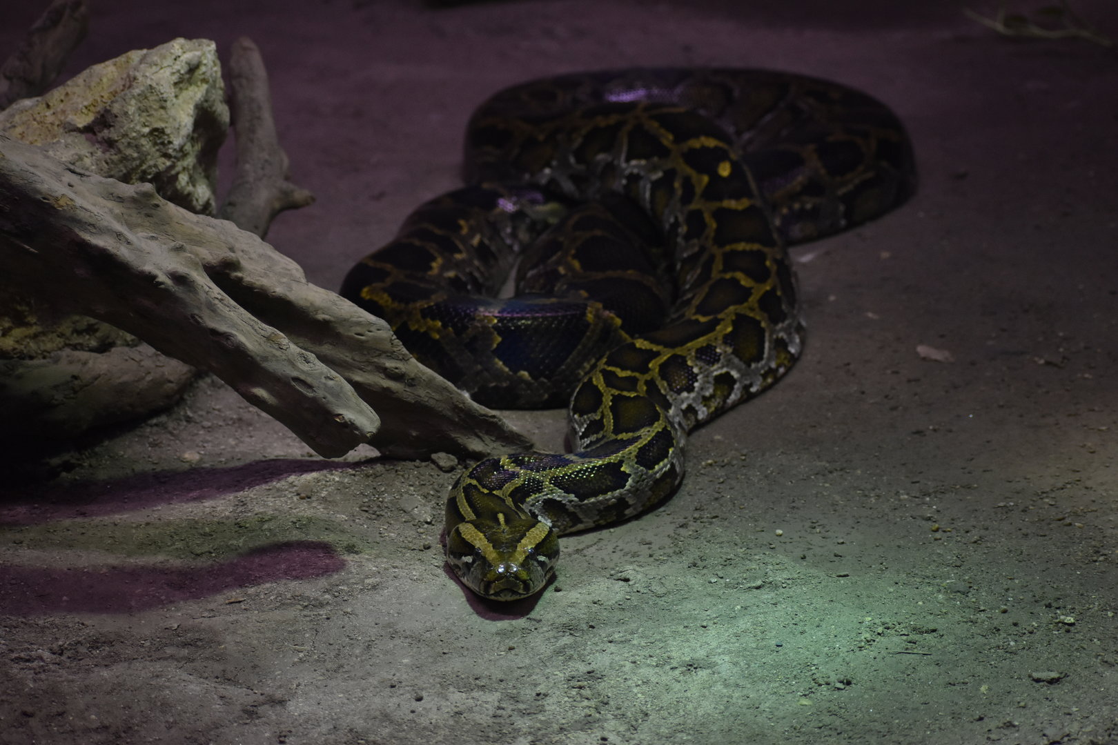 Burmese python (Python bivittatus)