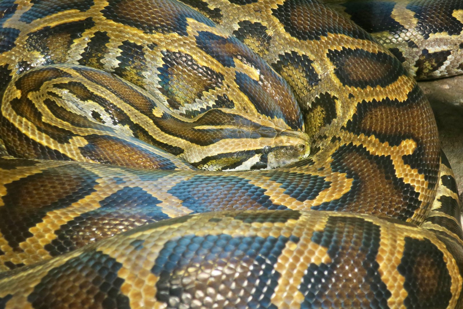 Burmese Python (Python bivittatus)