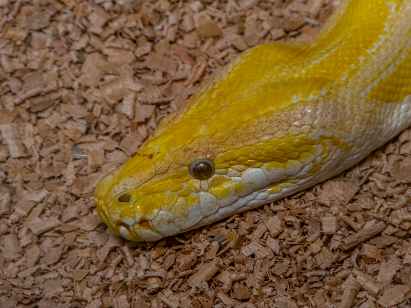 Burmese python (Python bivittatus)