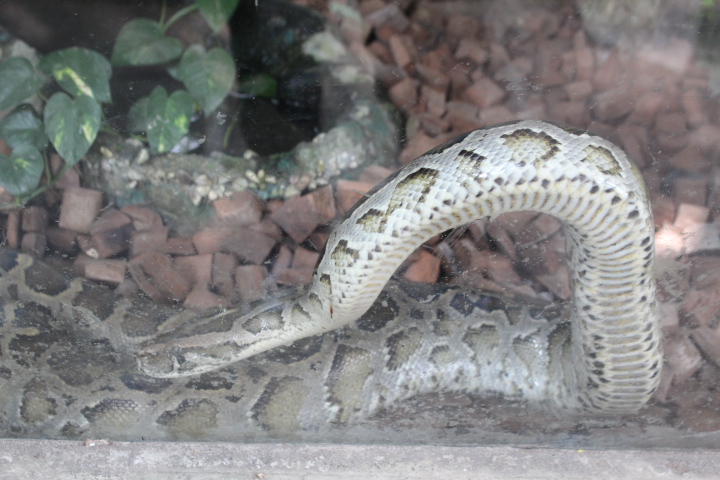 Burmese python (Python bivittatus)