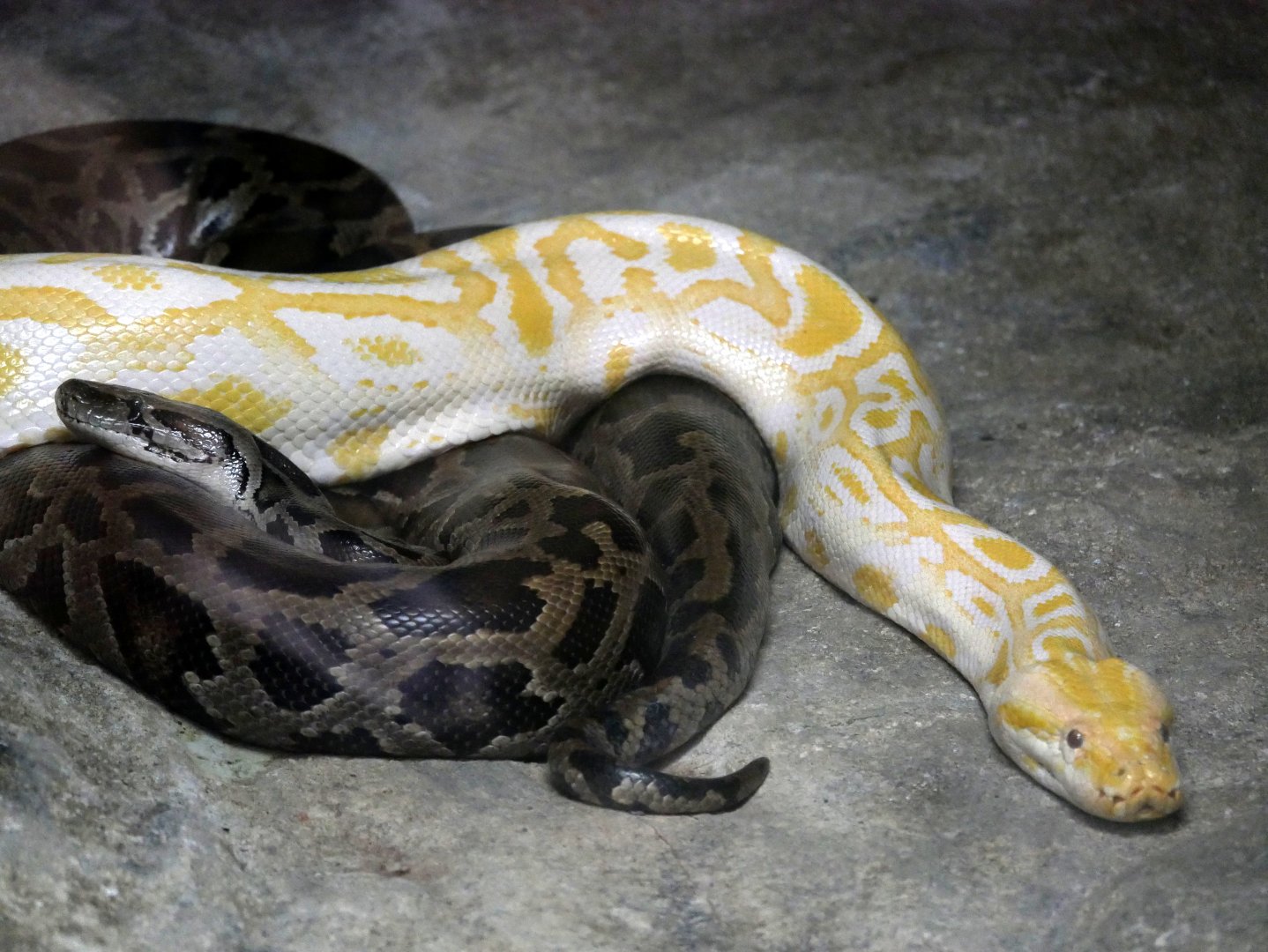Burmese python (Python bivittatus)