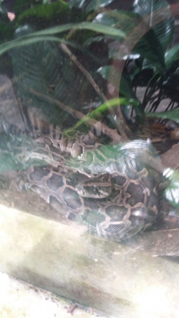 Burmese python (Python bivittatus)