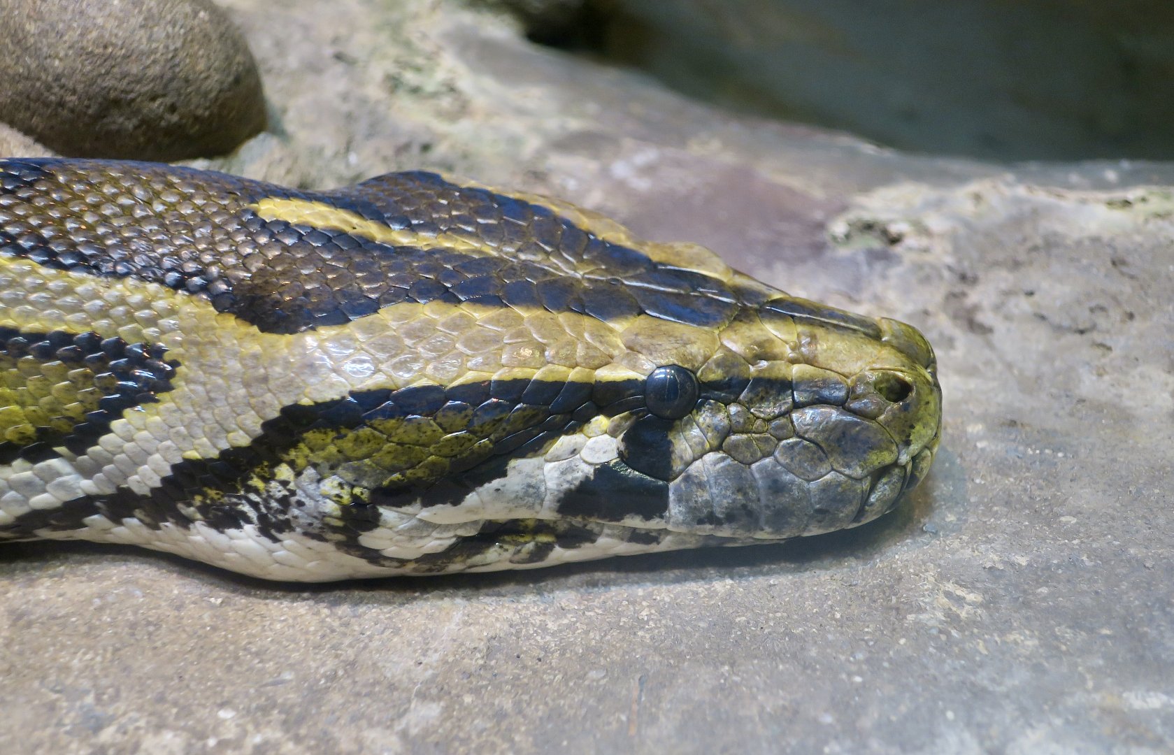 Burmese Python (Python bivittatus)