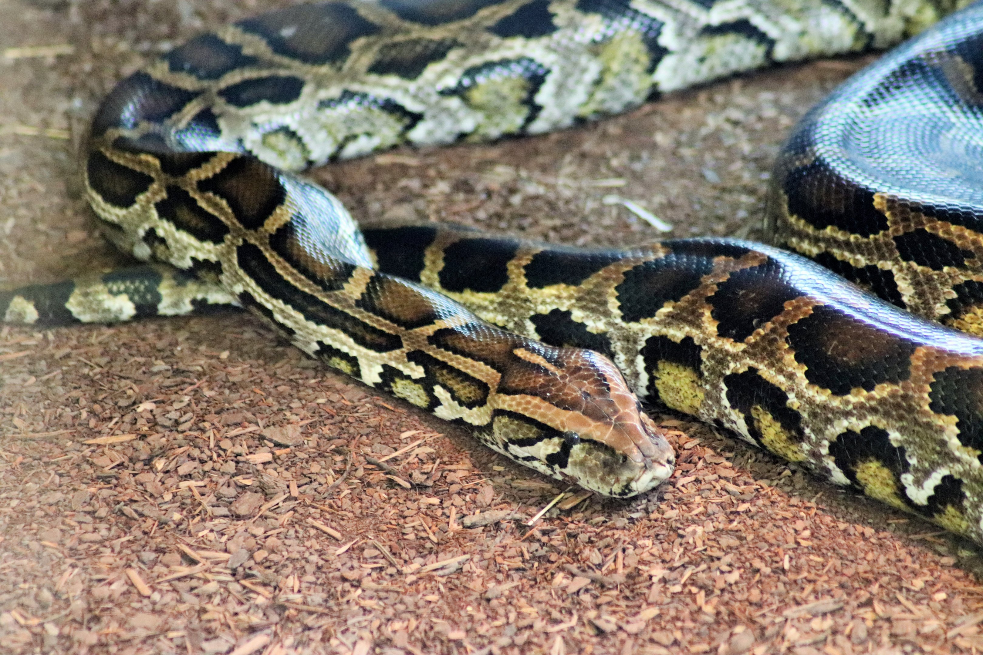 Burmese Python (Python molurus bivittatus)