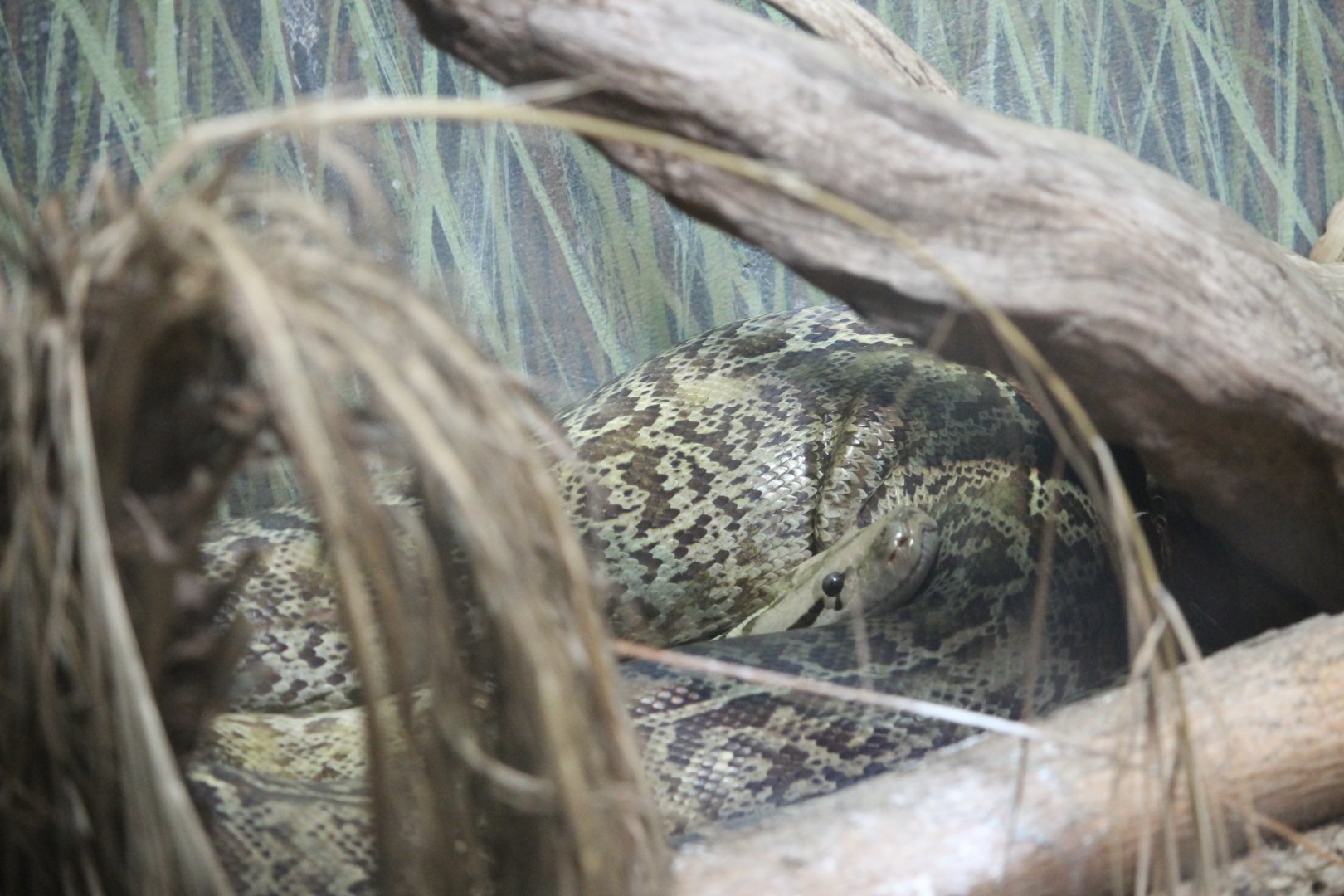 Burmese python (Python molurus)