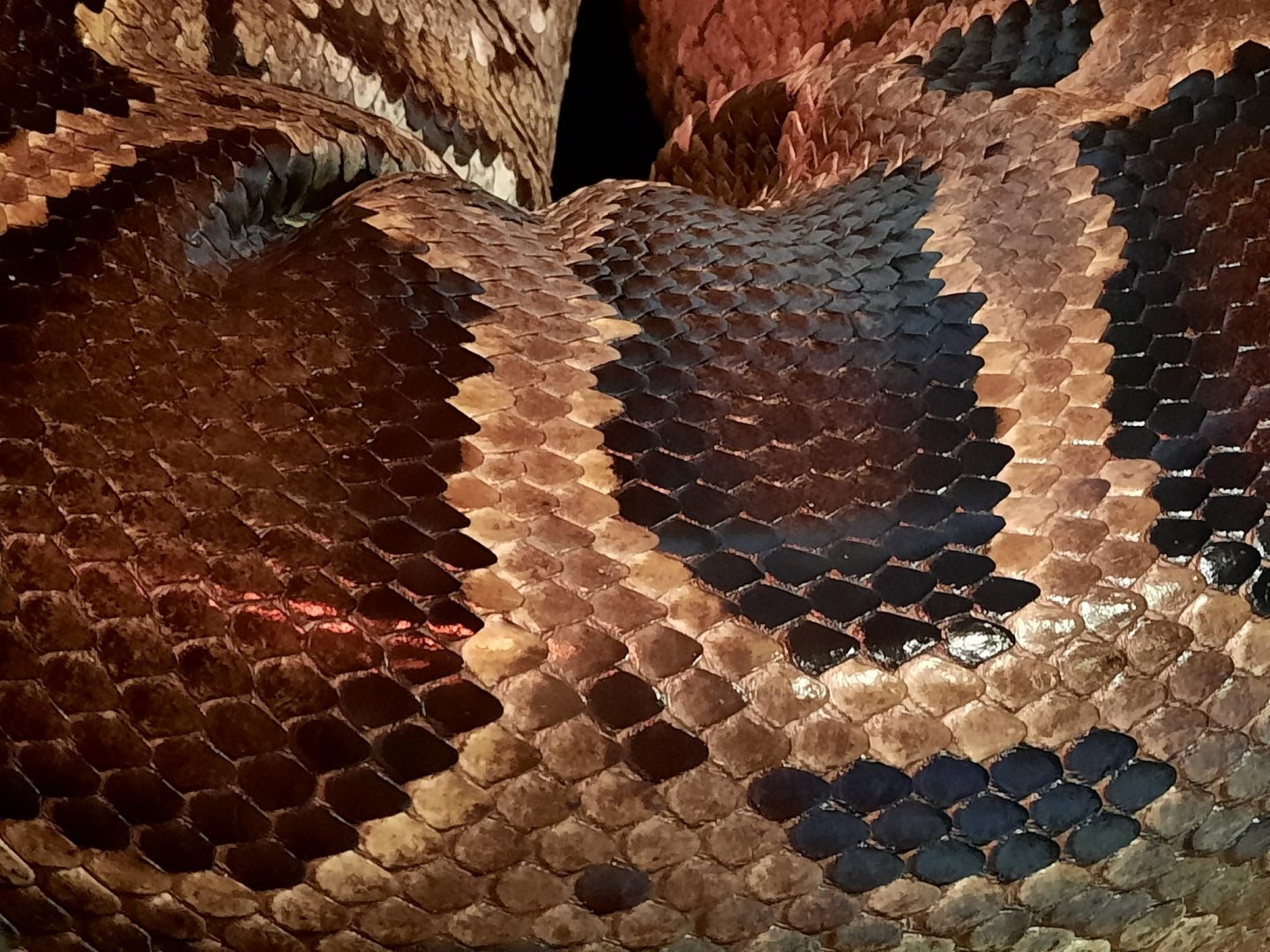 Burmese Python Scales