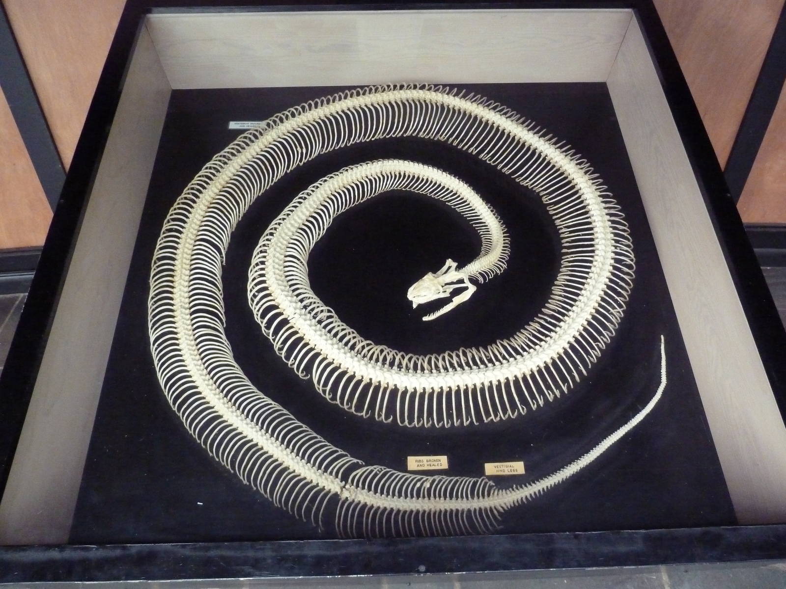 Burmese Python Skeleton