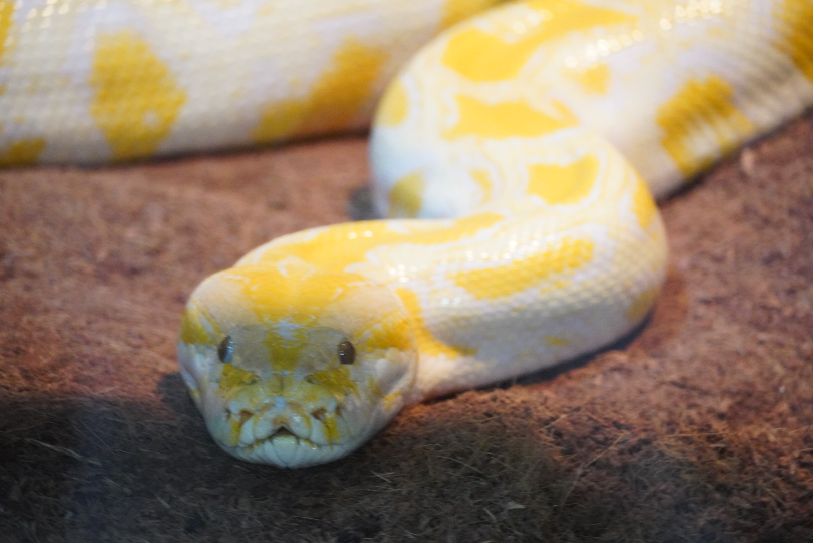 Burmese Python, “Sunrise”