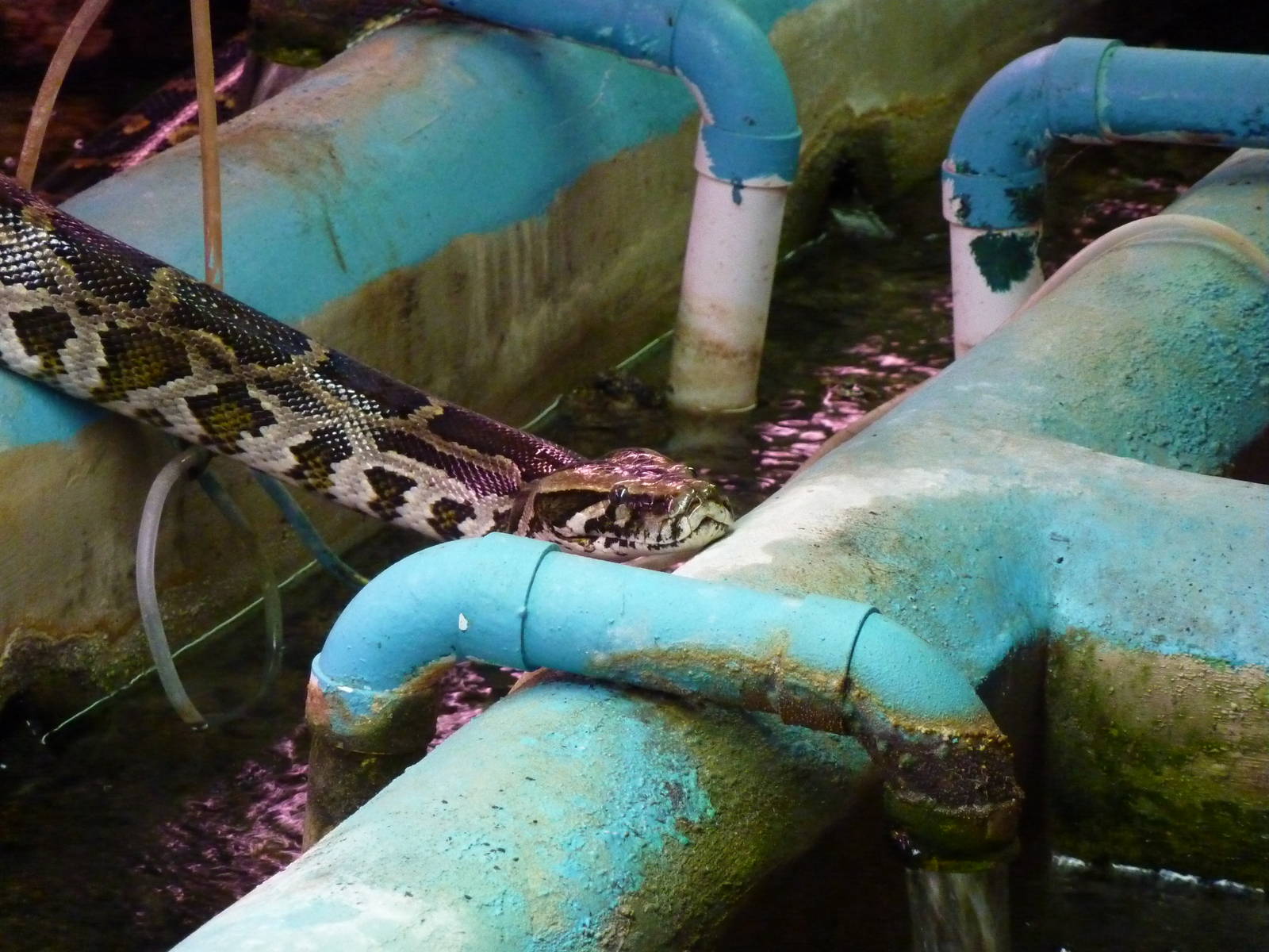 Burmese python swimming - 20th August 2012