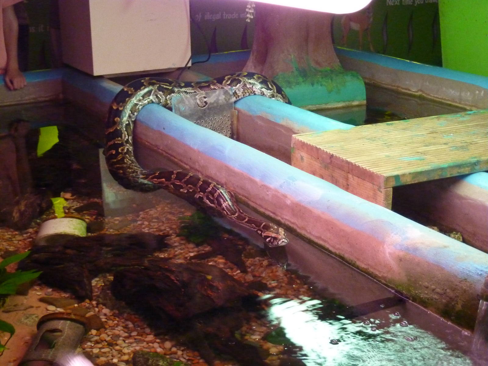 Burmese python swimming in the tanks - 20th August 2012