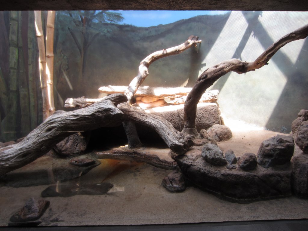 Burmese Python tank