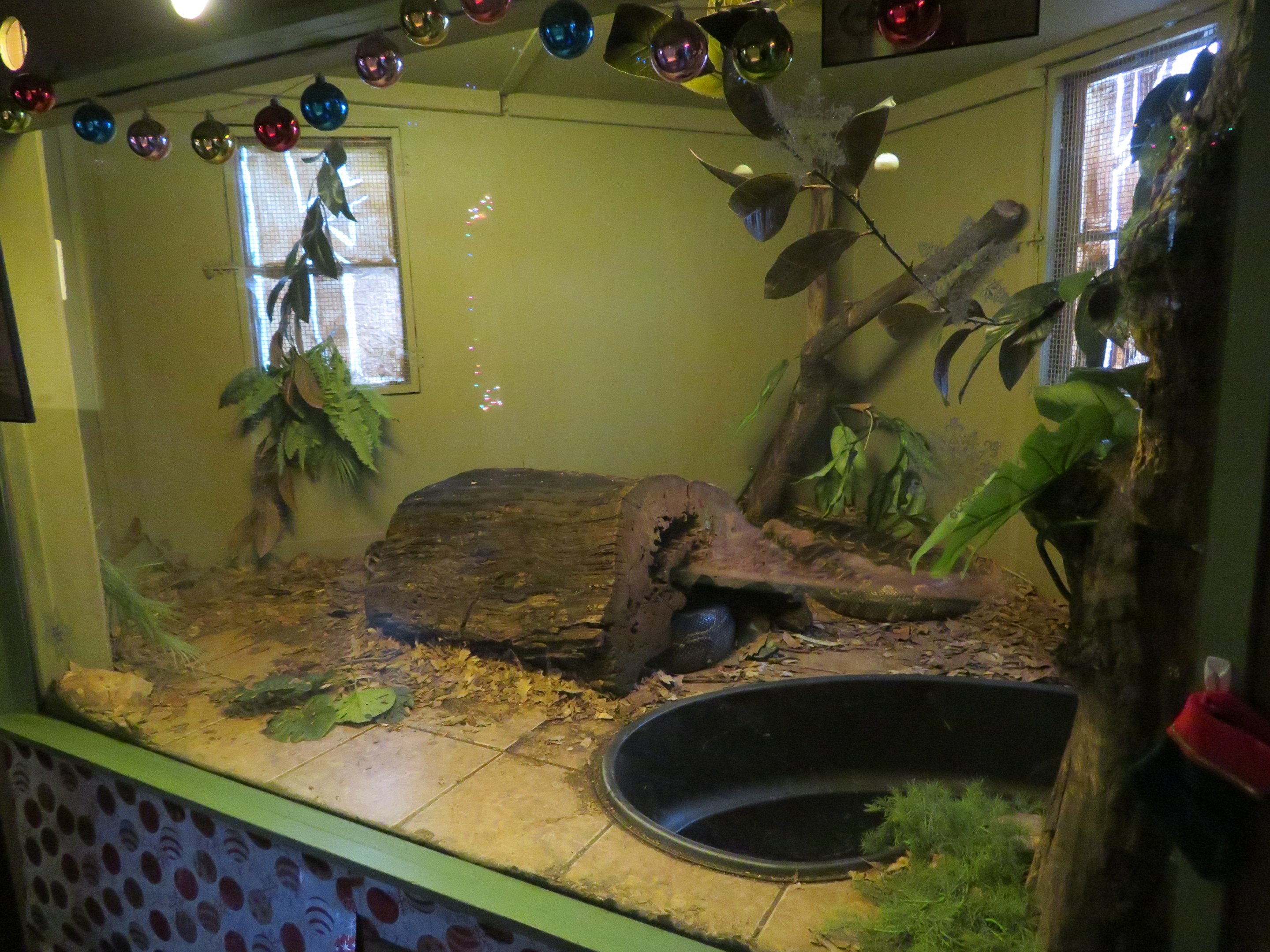 Burmese Python Tank