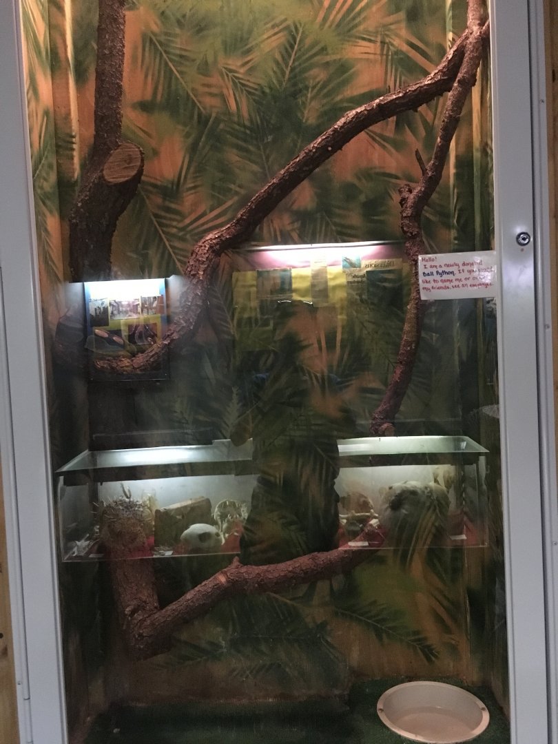 Burmese Python Terrarium