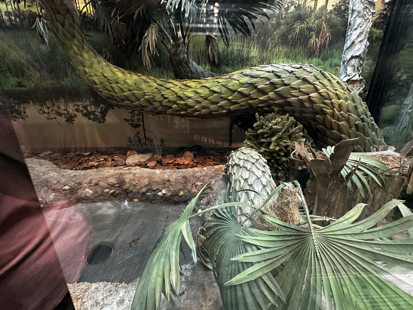 Burmese Python Terrarium