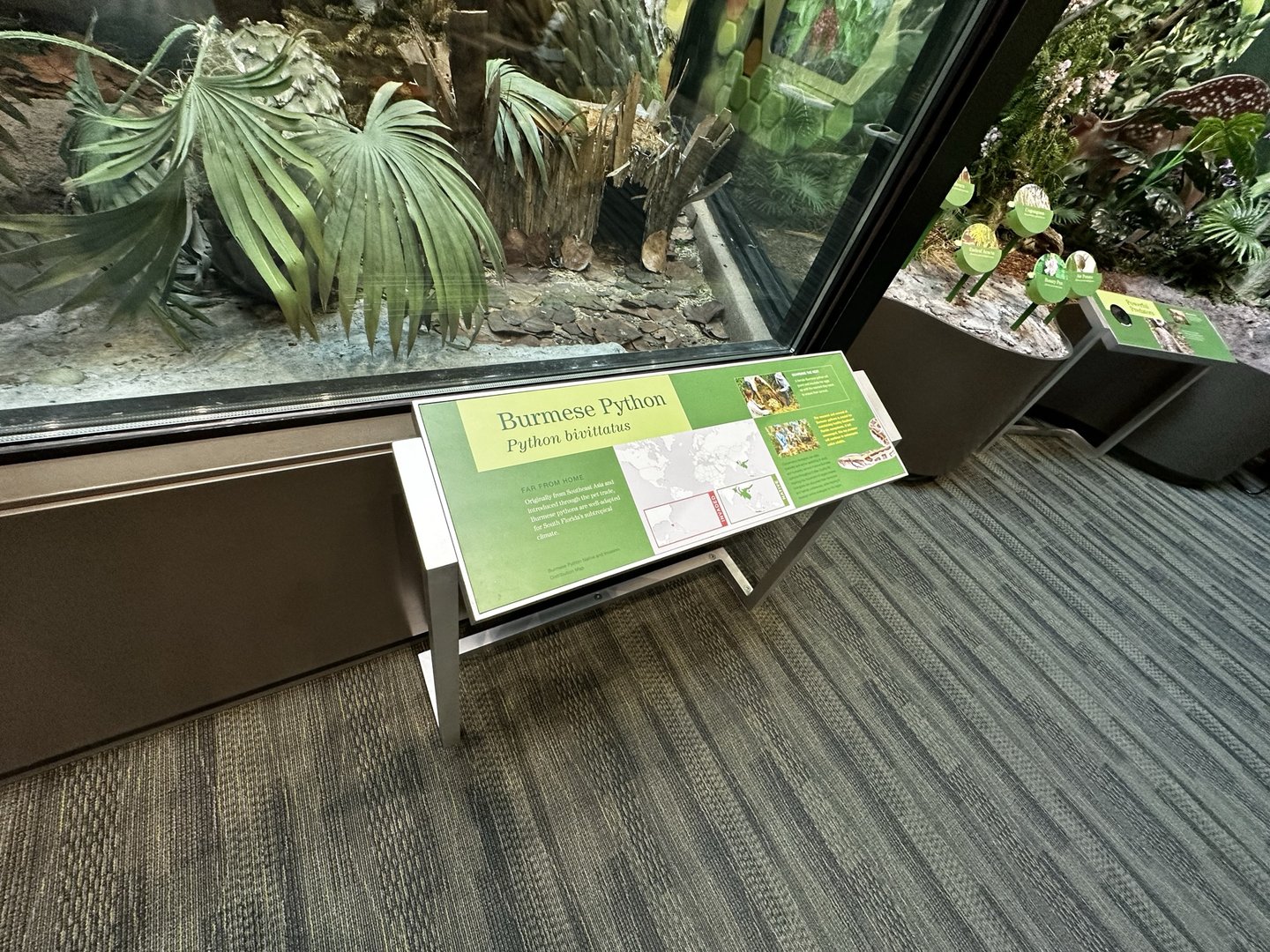 Burmese Python Terrarium