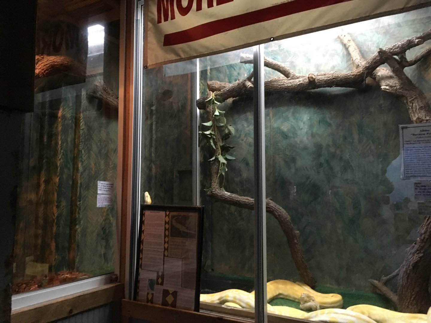 Burmese Python Terrariums