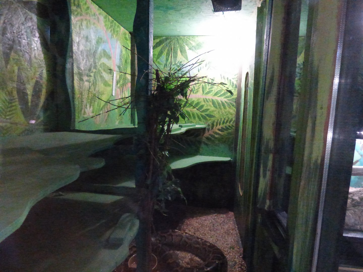 Burmese Python Vivarium