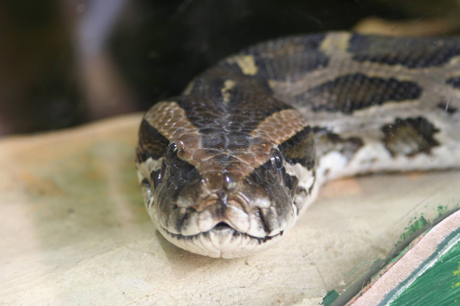 Burmese Python @ Whipsnade; 02.07.2011