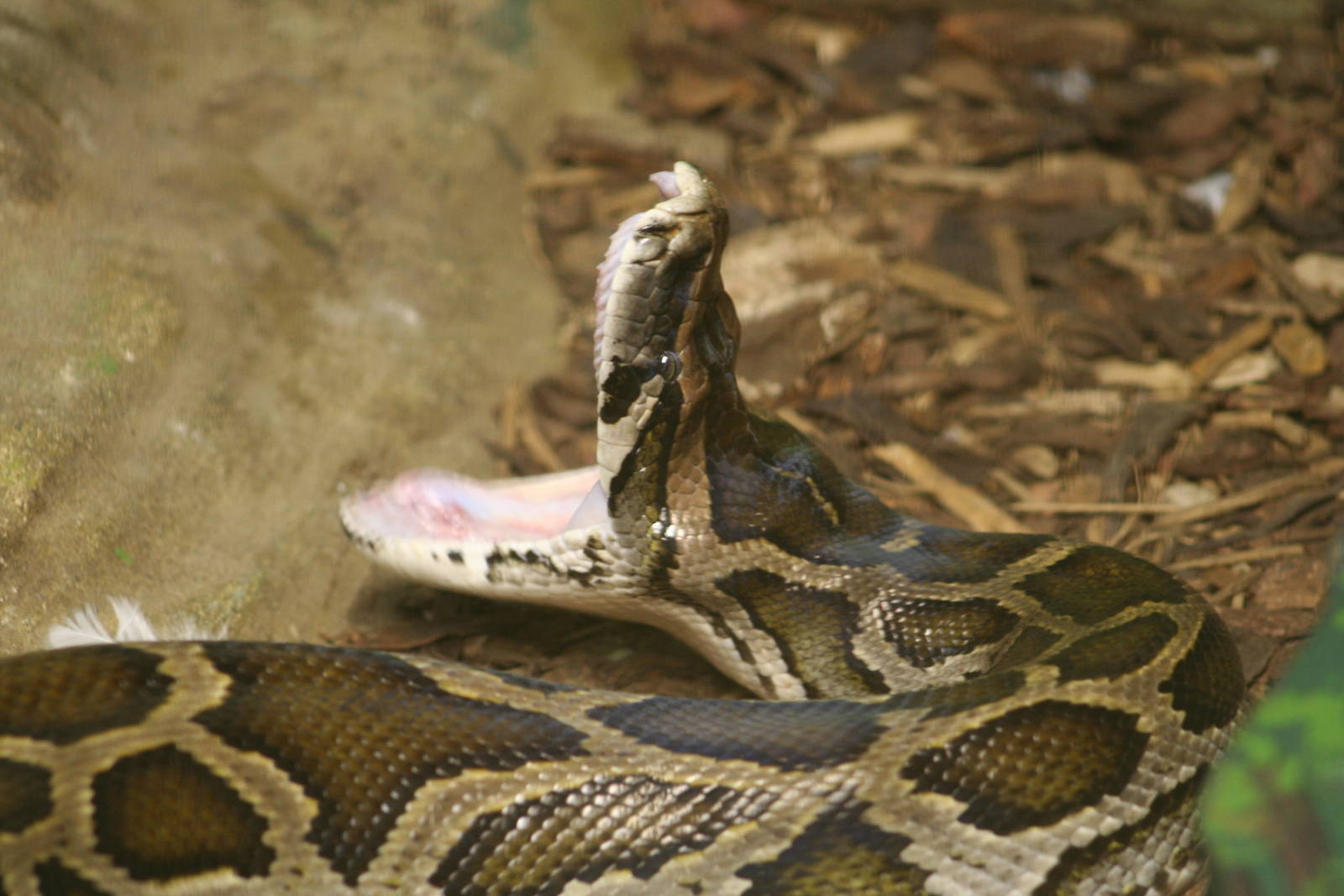 Burmese Python @ Whipsnade; 20.10.2005