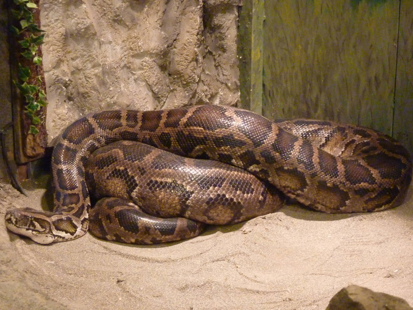 Burmese Python