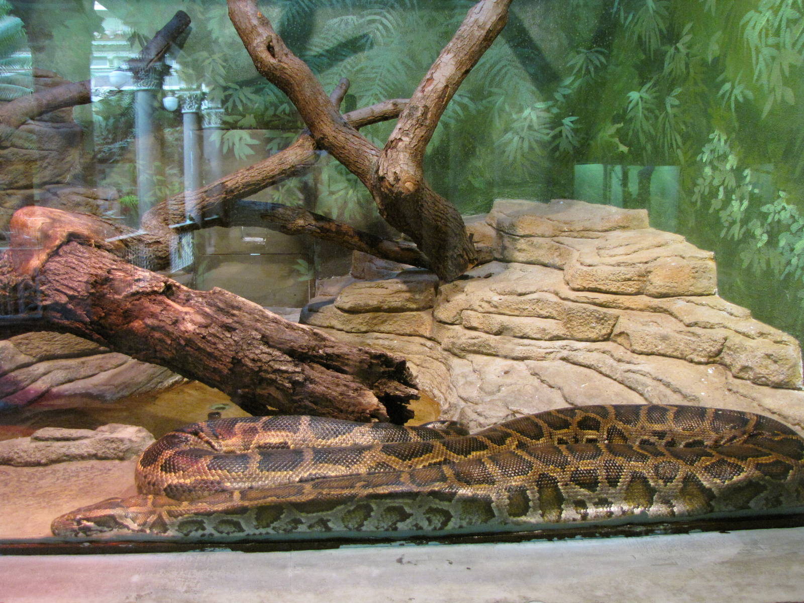 Burmese Python