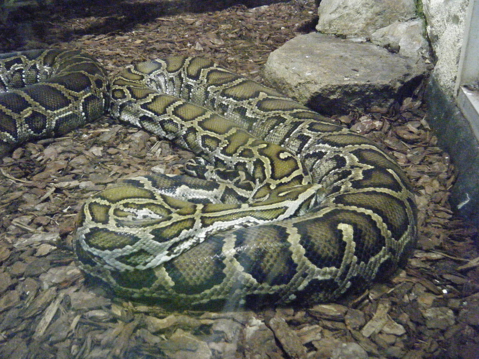 Burmese Python