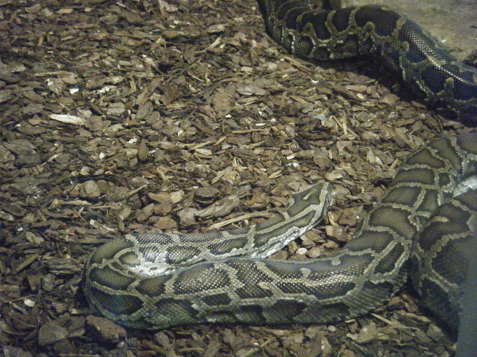 Burmese Python
