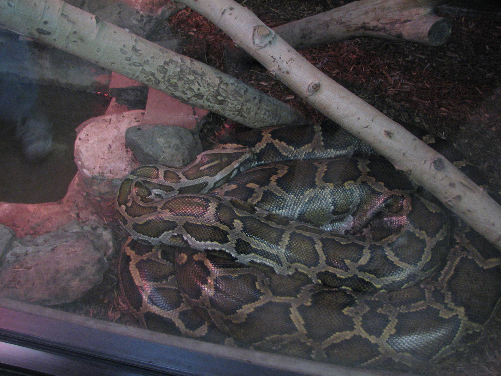 Burmese Python