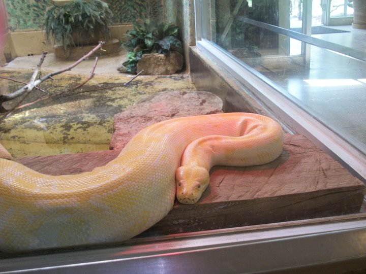 Burmese Python