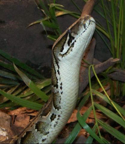 Burmese Python